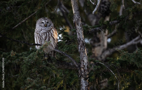 Fototapeta Barred owl in the Canadian foothills in the winter