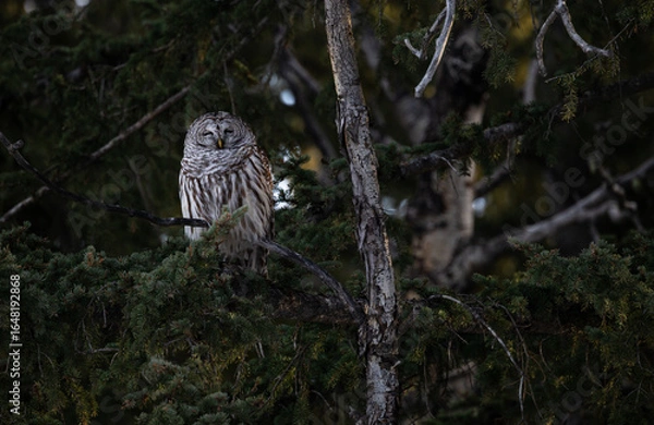 Obraz Barred owl in the Canadian foothills in the winter