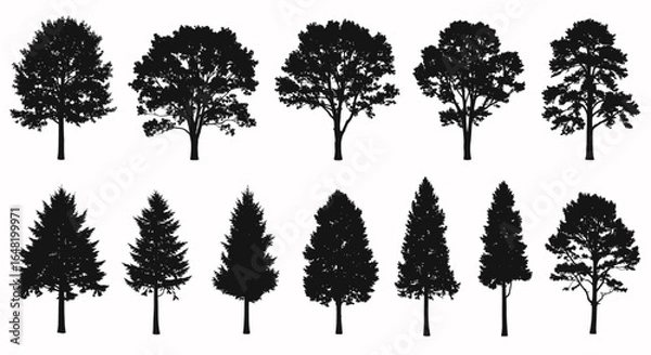 Fototapeta Silhouette illustration of various types of trees including deciduous and coniferous trees in a row