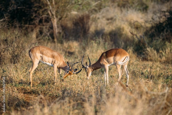 Obraz Impala fight