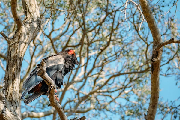Obraz Bateleur