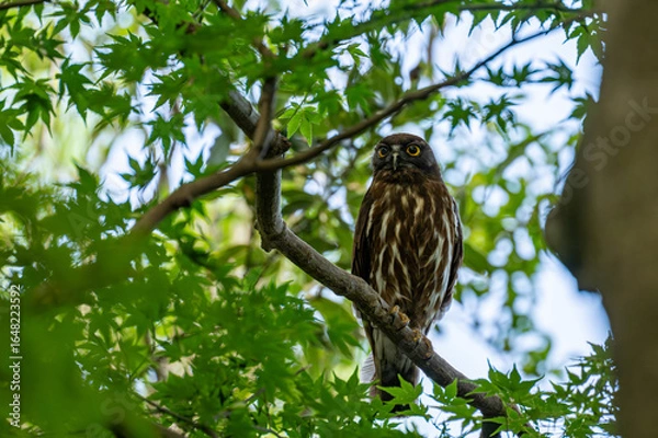 Obraz 木の枝に止まるアオバズク