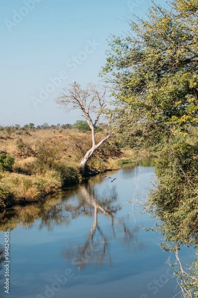 Obraz Tree reflection in the bushveld