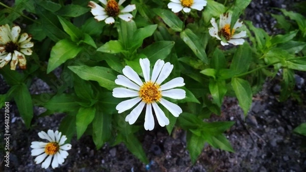 Fototapeta White Zinnia flower close up in the garden