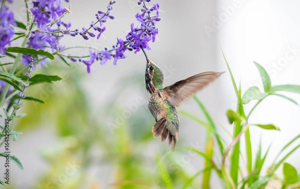 Fototapeta Humming bird drinking vertically from Russian Sage closeup