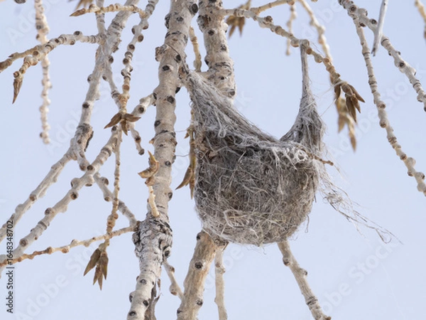 Fototapeta Bullock's Oriole's Nest Hanging in a Bare Cottonwood Tree in the Winter