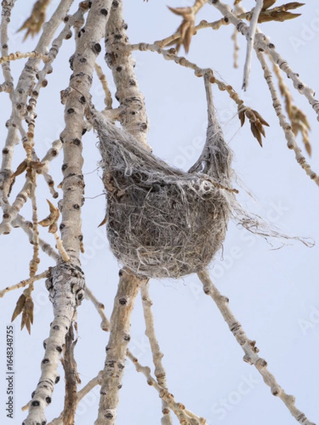 Fototapeta Close Up of a Bullock's Oriole's Nest Hanging in a Bare Cottonwood Tree in the Winter