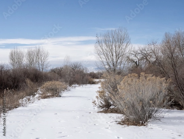 Fototapeta Snowy Pathway through Shrubs and Leafless Trees in St. Vrain State Park, Colorado