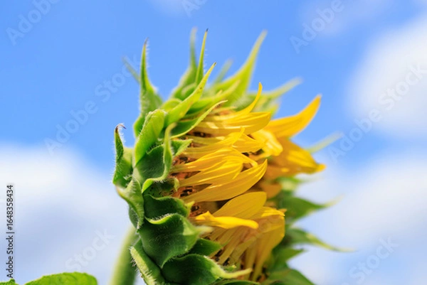 Obraz 夏の日差しとひまわり畑の風景