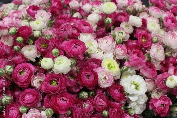 Obraz A profusion of pastel and pink ranunculus