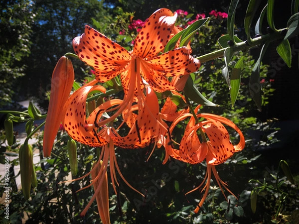 Obraz Orange Asiatic Lily