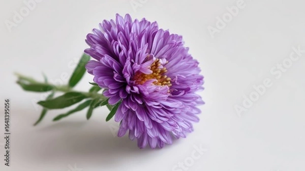 Fototapeta Aster Bloom: A close-up captures the exquisite beauty of a single, vibrant purple aster flower, its delicate petals and intricate details showcasing the wonders of nature.