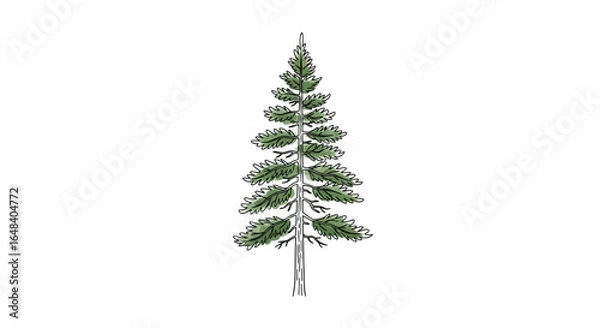 Fototapeta Elegant coniferous tree illustration, whimsical nature and botanical drawing