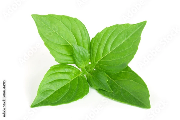 Fototapeta basil herb leaves isolated on white background closeup