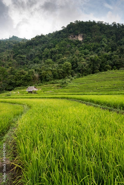 Obraz Rice terraces