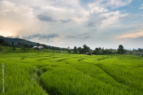 Obraz Rice terraces