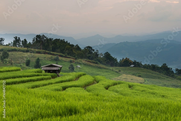 Obraz Rice terraces