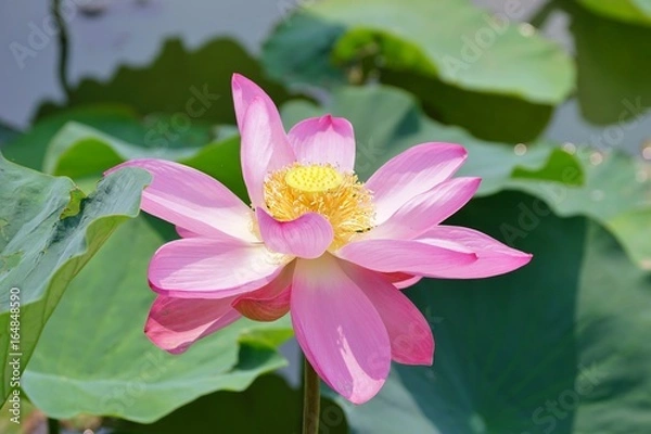 Fototapeta 蓮の花