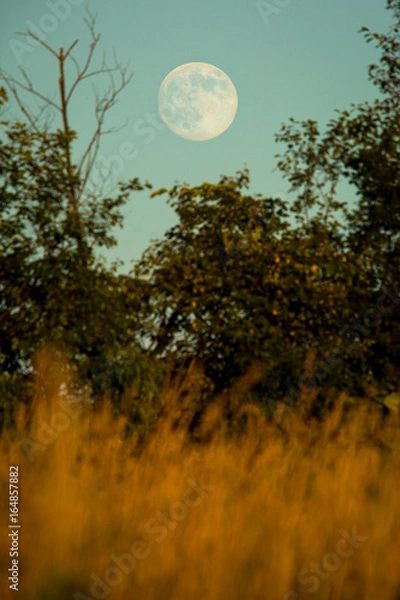 Obraz Moon at dusk
