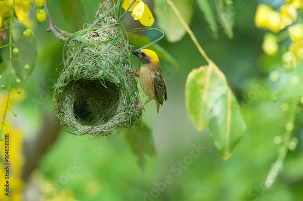 Obraz Asian Golden-Weaver with Nesting
