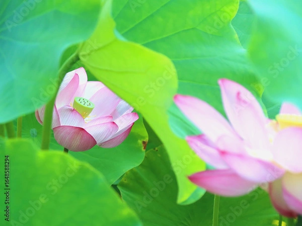 Obraz 緑の葉の間に隠れるように咲く淡いピンクの蓮の花