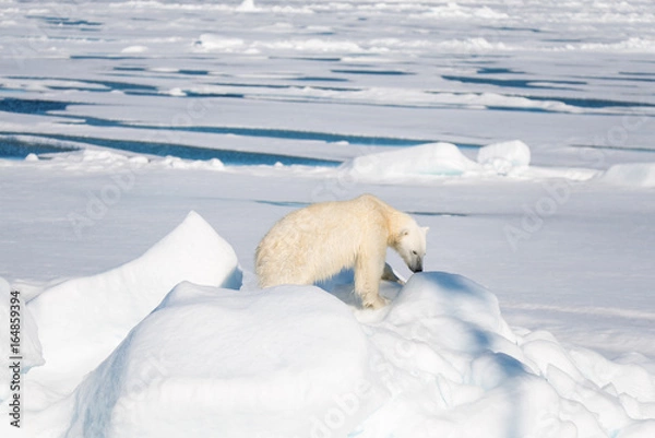Fototapeta Polar bear sitting