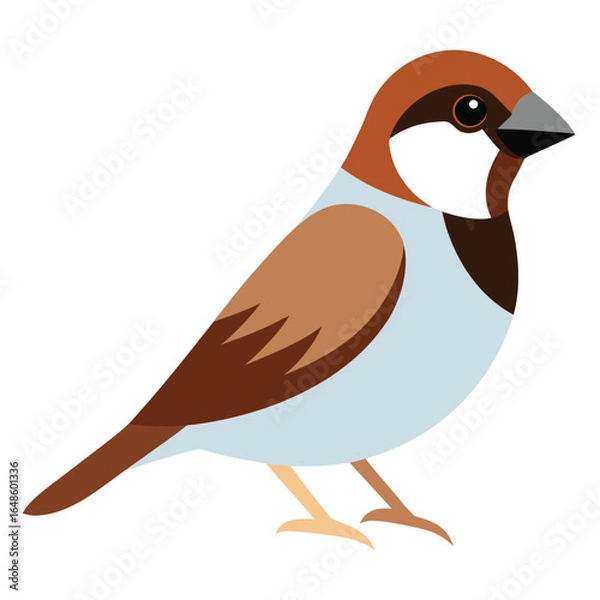 Obraz Sparrow White Background