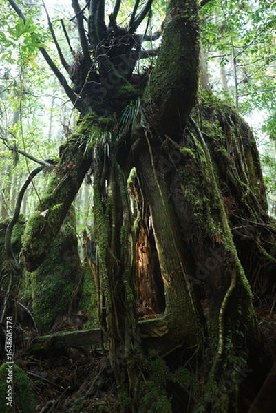 Fototapeta tree in the forest