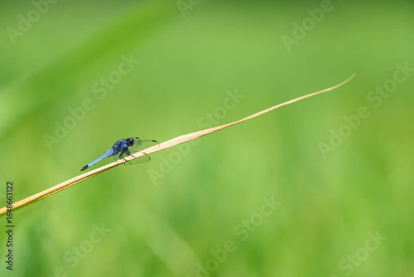 Obraz シオカラトンボ