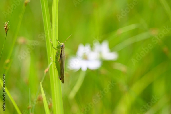 Fototapeta イナゴ