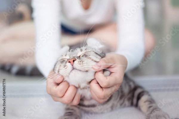 Fototapeta happy cat lovely comfortable sleeping by the woman stroking hand grip at . love to animals concept .