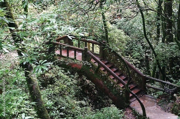 Obraz bridge in the forest