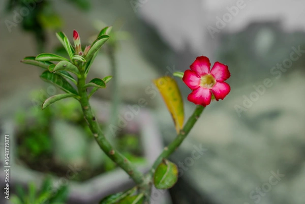 Fototapeta Macro close-up of a vivid pink Desert Rose (Adenium obesum) in full bloom, with soft green background creating a minimal and elegant composition. 