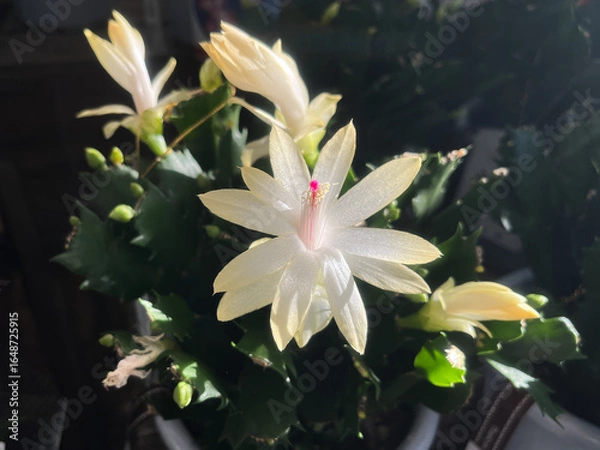 Obraz 光を浴びて咲く白いデンマークカクタスの花