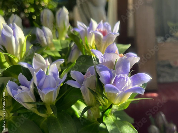 Fototapeta 鮮やかな青紫色のリンドウの花と新緑