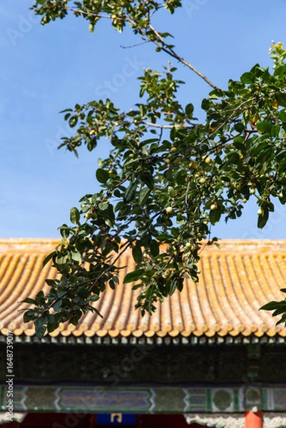 Obraz autumn trees of Forbidden City