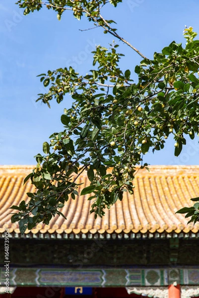 Obraz autumn trees of Forbidden City