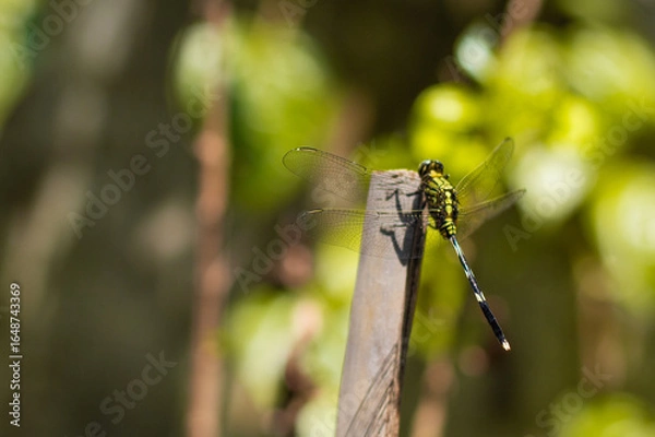 Obraz Close-up of a green dragonfly perched on a wooden stick, captured in natural sunlight with a soft blurred background.  