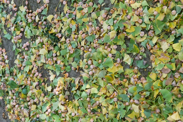 Obraz Ginkgo nuts scattered all over the ground