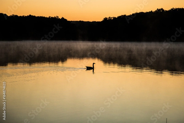 Obraz Bird swimming along the lake