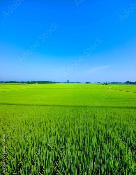 Obraz green field and blue sky Rice fields