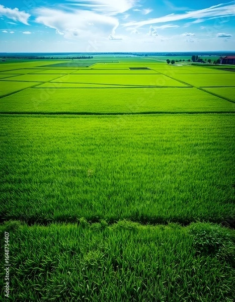 Obraz green field and sky Rice fields
