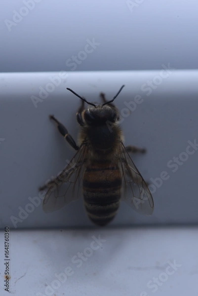 Obraz wasp on the window