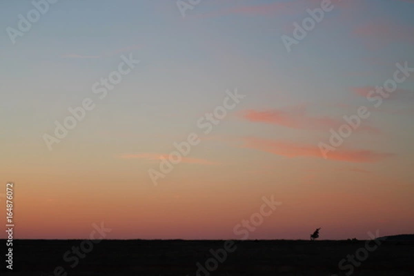 Fototapeta Plants at sunset
