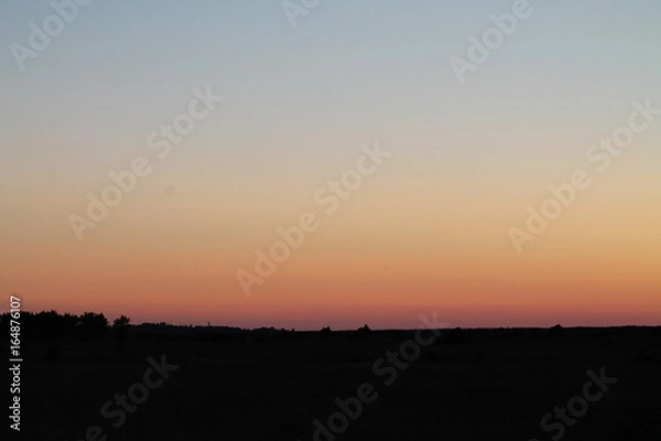 Fototapeta Plants at sunset