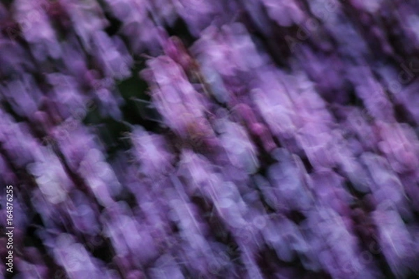 Fototapeta Purple flowers