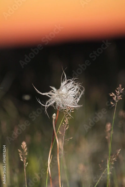 Fototapeta Plants at sunset