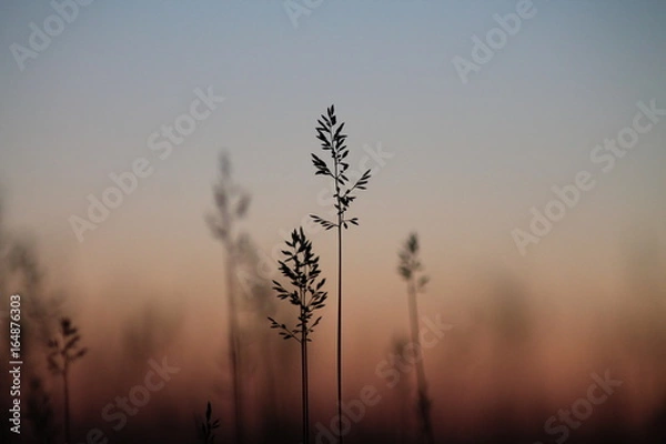 Fototapeta Plants at sunset