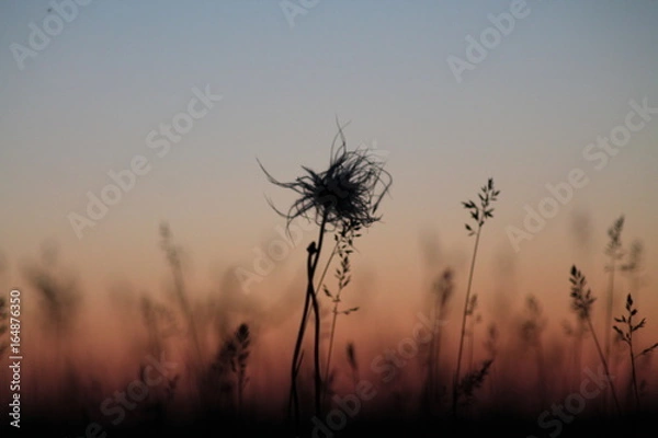 Obraz Plants at sunset