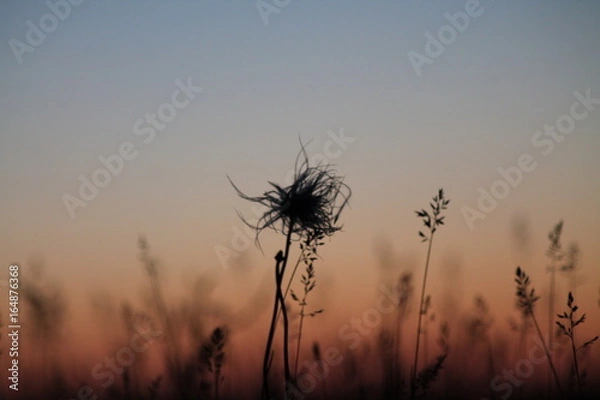 Fototapeta Plants at sunset